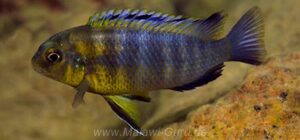 Tropheops tropheops 'Mumbo Island'